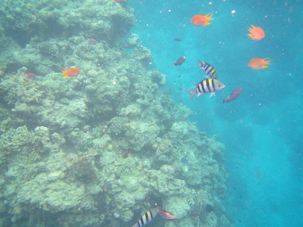 Coral Reef Thalia Tour